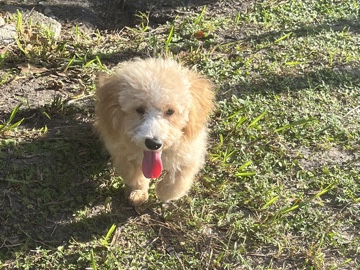 Maltipoo – Adorable Maltipoo Puppy for Sale – Jacksonville – Jacksonville