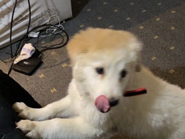 Labrador Husky – هاسكي بيور