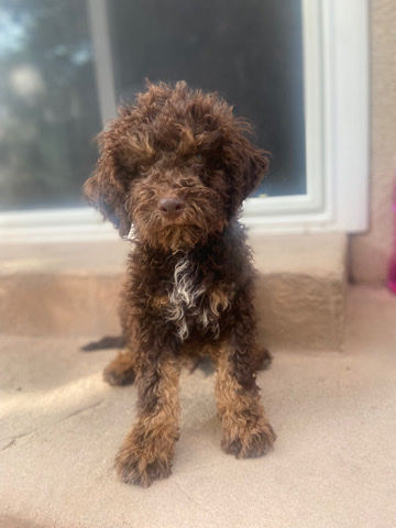 Lagotto Romagnolo – Boy puppy