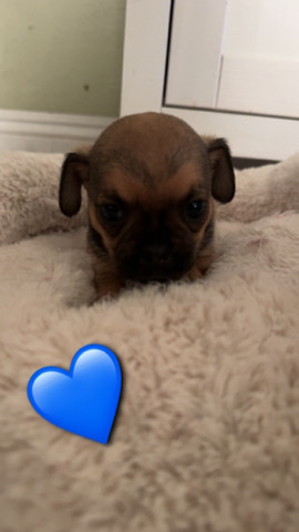 Pug – Male Chug/Pughuahua