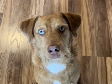 Australian Stumpy Tail Cattle Dog – Terrier/sheppard – Bandera