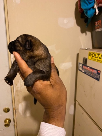 German Shepherd – German Sherperd puppies