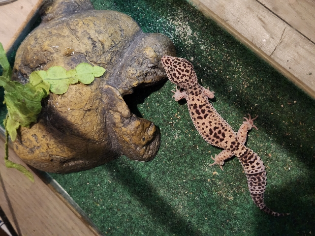 Any – Leopard Gecko