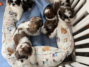 Shih Tzu – Shih Tzu for sell – Dracut