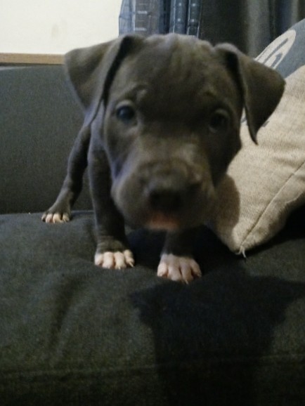 American Pit Bull Terrier – Blue Nose Puppy