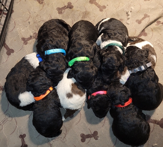 Poodle – AKC Standard Poodle puppies
