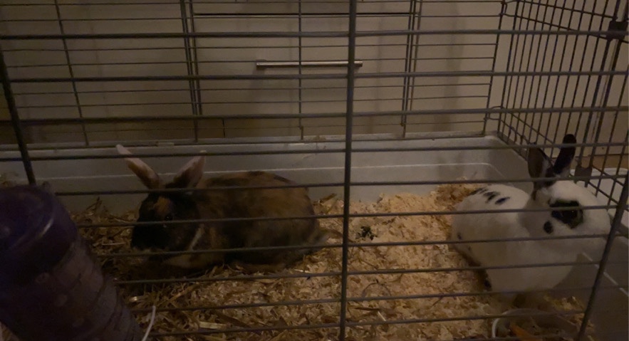 English Lop – 2 rabbits for sale