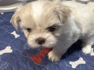 Shih Tzu – Apollo