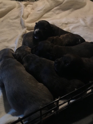 Staffordshire Bull Terrier – Selling Pits