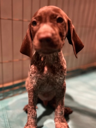German shorthair pointer