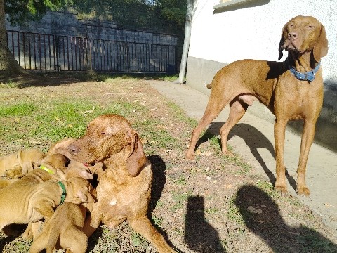 Vizsla - maygar vizsla Welpen  available for adoption in Pécs