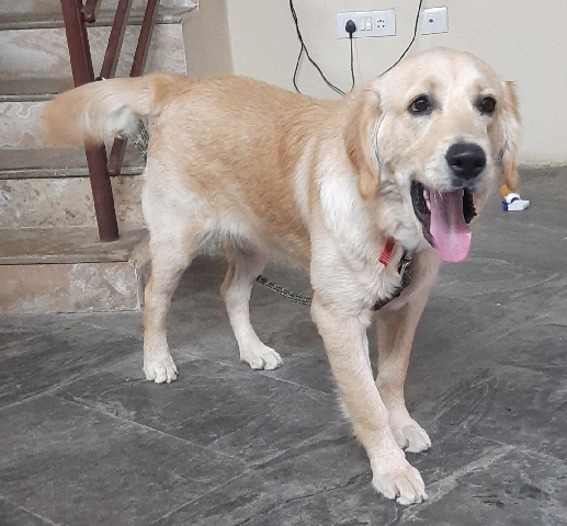 Golden Retriever – golden retriever 8 months male
