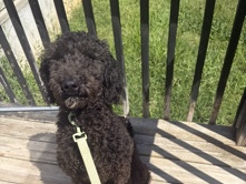 Goldendoodle – GoldenDoodle – Dunlap