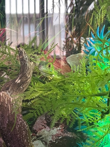 Green Iguana Iguana