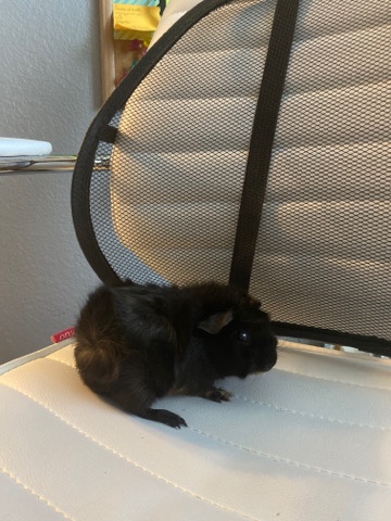 guinea pig – Guinea Pig