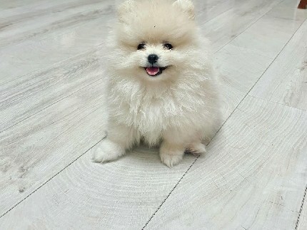 Pomeranian – 🐾 Pomeranian Puppies Looking for Loving Homes 🏡❤️ – Stockholm