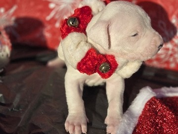 Dogo Argentino – Dogo Argentino Puppies – Atwater