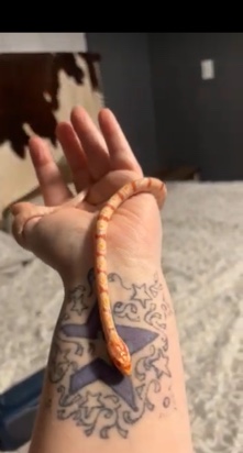 snake – corn snake