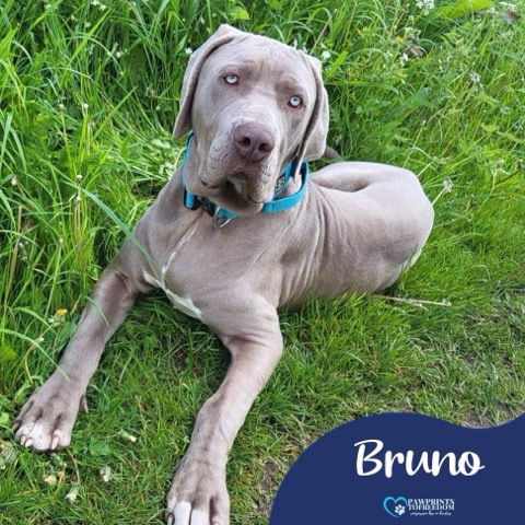 Weimaraner – Bruno