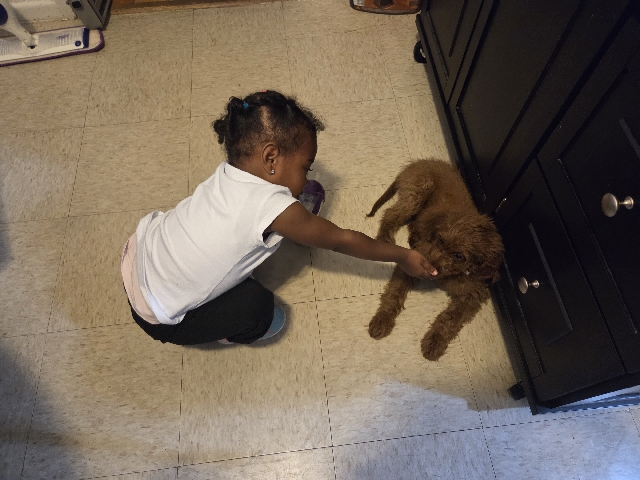 Goldendoodle – puppy love – Peekskill