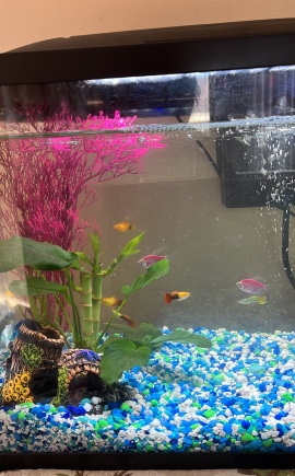 10 Gallon aquarium with entire setup
