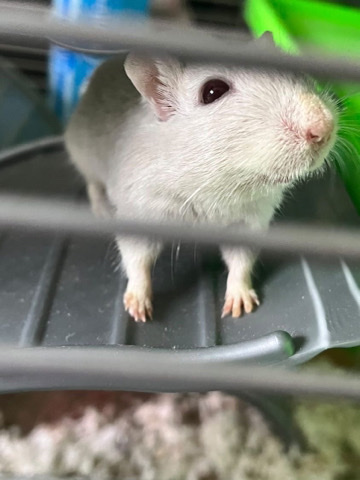 Any – Gerbils for sale.