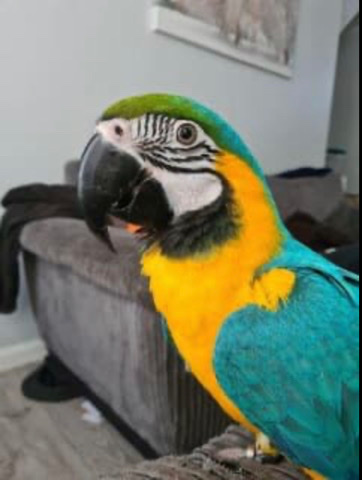 Blue and Gold Macaw 