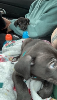 Labrador Retriever – Black Lab Puppy
