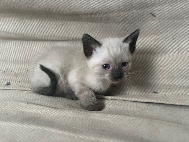 Siamese – Siamese kittens