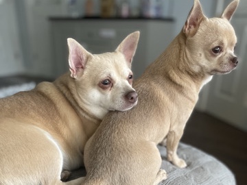 Chihuahua – 2 Chihuahua Brothers – Hitchin