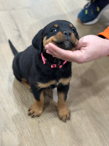 Rottweilers imported from Champion bloodline (AKC Registered)