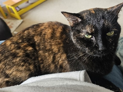 Tortoise Shell Cat for adoption – Kokomo