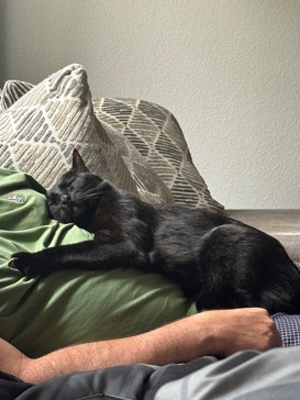 Bombay – Sweet cat