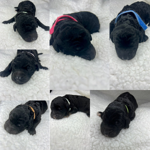Goldendoodles puppies