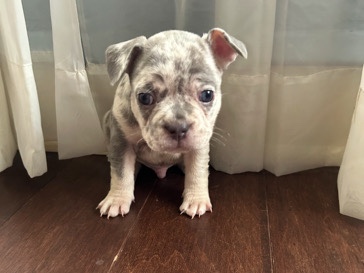 French Bulldog – Toby – Milwaukee