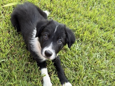 Border Collie – Rockie – Pine Bluff