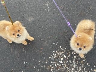 Pomeranian - pomeranian available for adoption in Zagreb