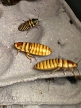 Any – Halloween Hissing Roaches