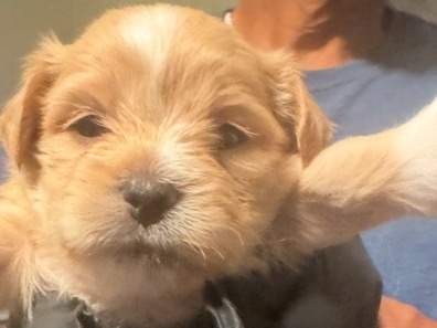 Bichon Frise – Ready for the Holidays – Upper Marlboro