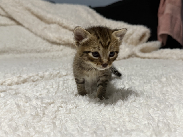 3 week old kittens – Homestead