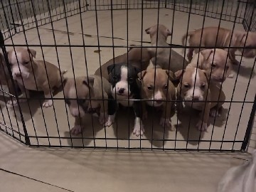American Pit Bull Terrier – Beautiful pitbull pups – Rockville