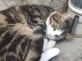 Others - Kater sucht neues Zuhause  available for adoption in Ivenrode