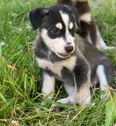 Siberian Husky – Huskey/ Wiemaranar