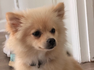 Pomsky – cookie – Reading