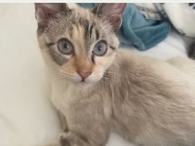Siamese – Adorable Kitten Blue Looking for Forever Home – Elk Grove