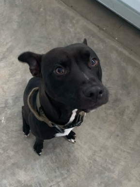 American Staffordshire Terrier – Zeus