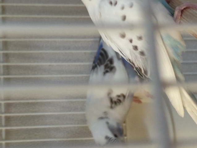 Parakeet's to loving home 