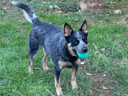 Australian Cattle Dog – Blue Heeler – Ashland