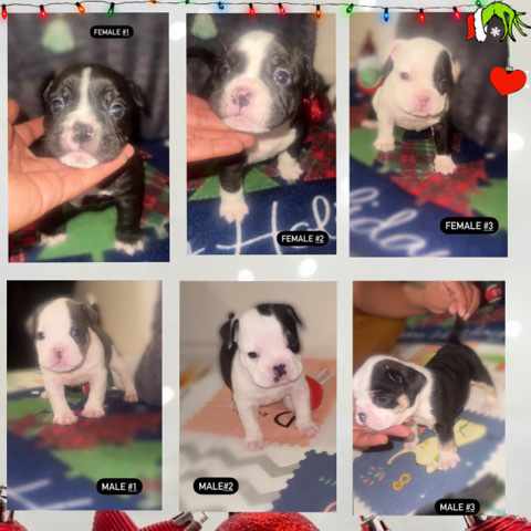 exotic micro bully