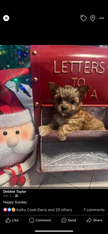 Yorkshire Terrier – parti yorkie